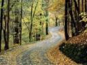 camino.jpg