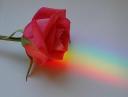 una-flor.jpg